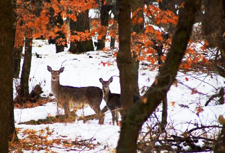 Dachigam with Off beat Kashmir 08Nts09Day